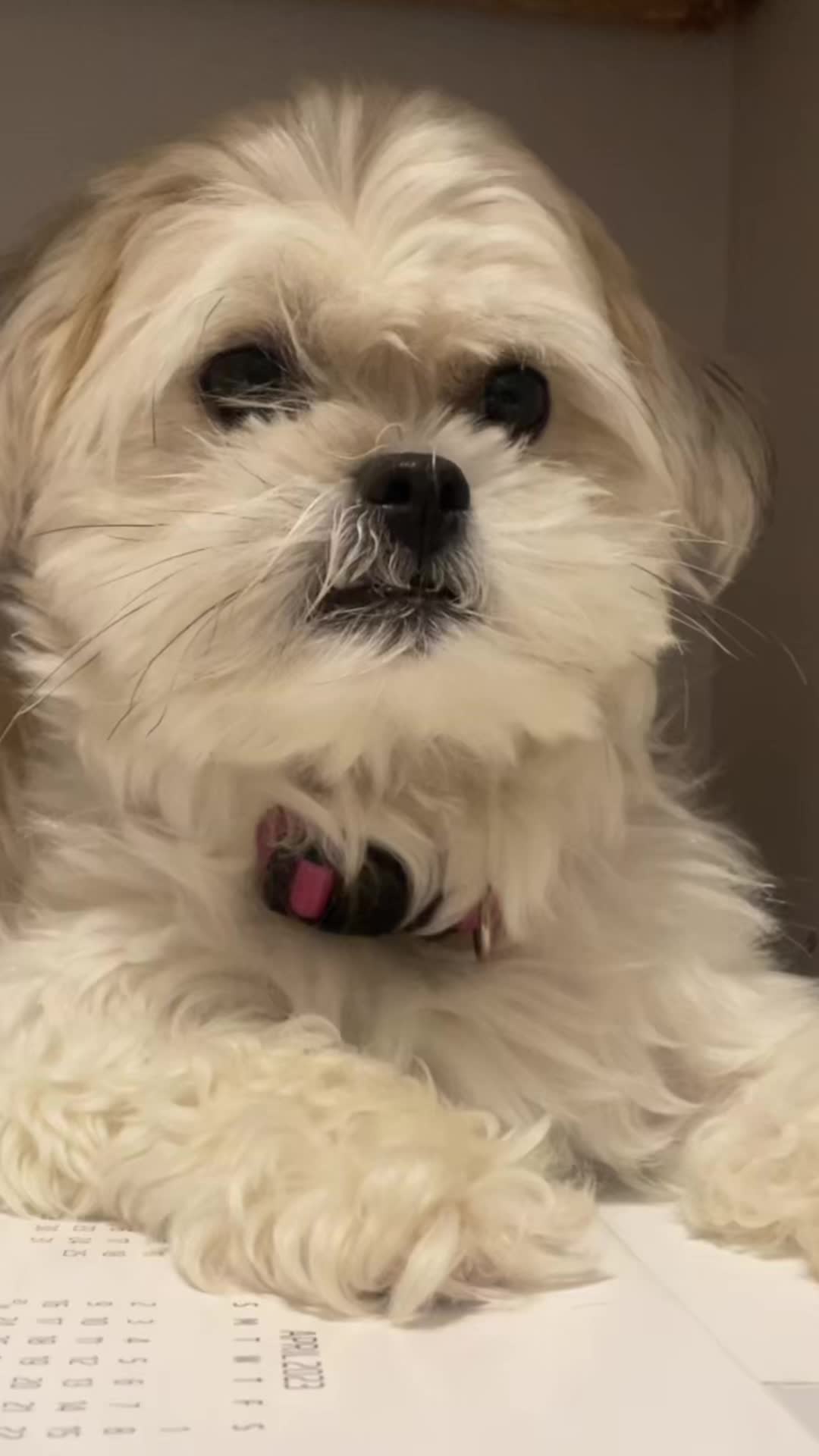 @heidi_the_malshi