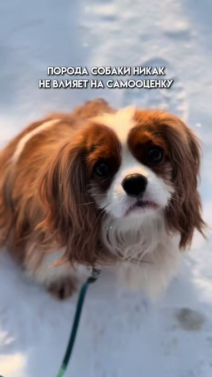 @Фаби🐶