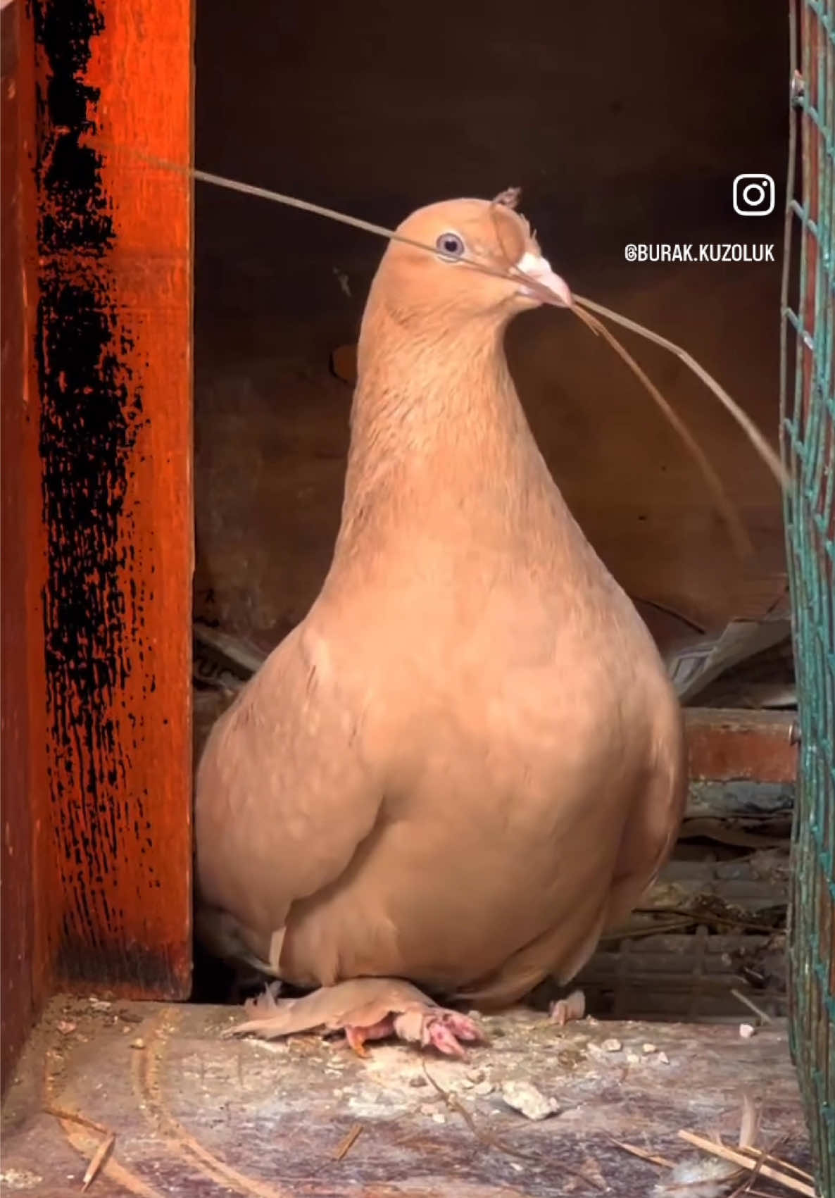 @burak.KUZOLUK [ Kuşlar Vadisi