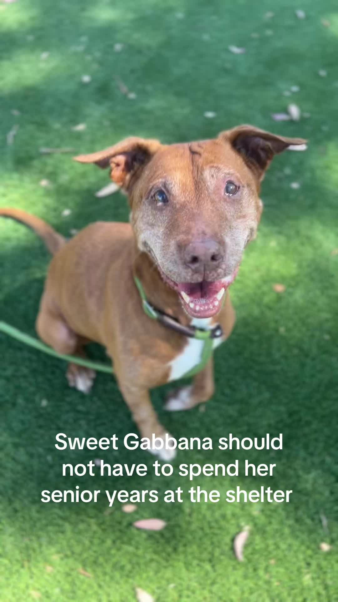 @✨shelter dog magic ✨