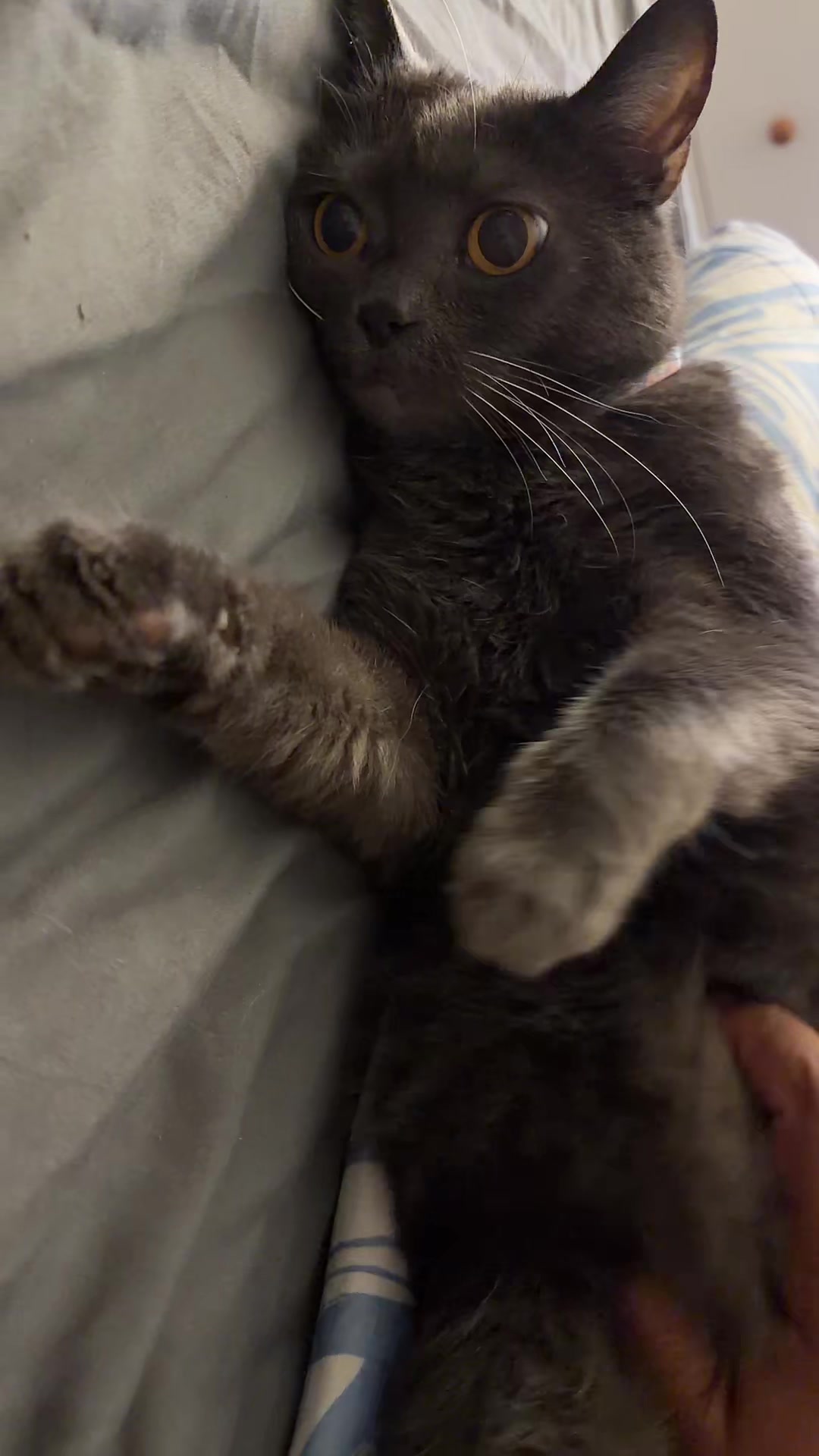 @zeldathecutecat