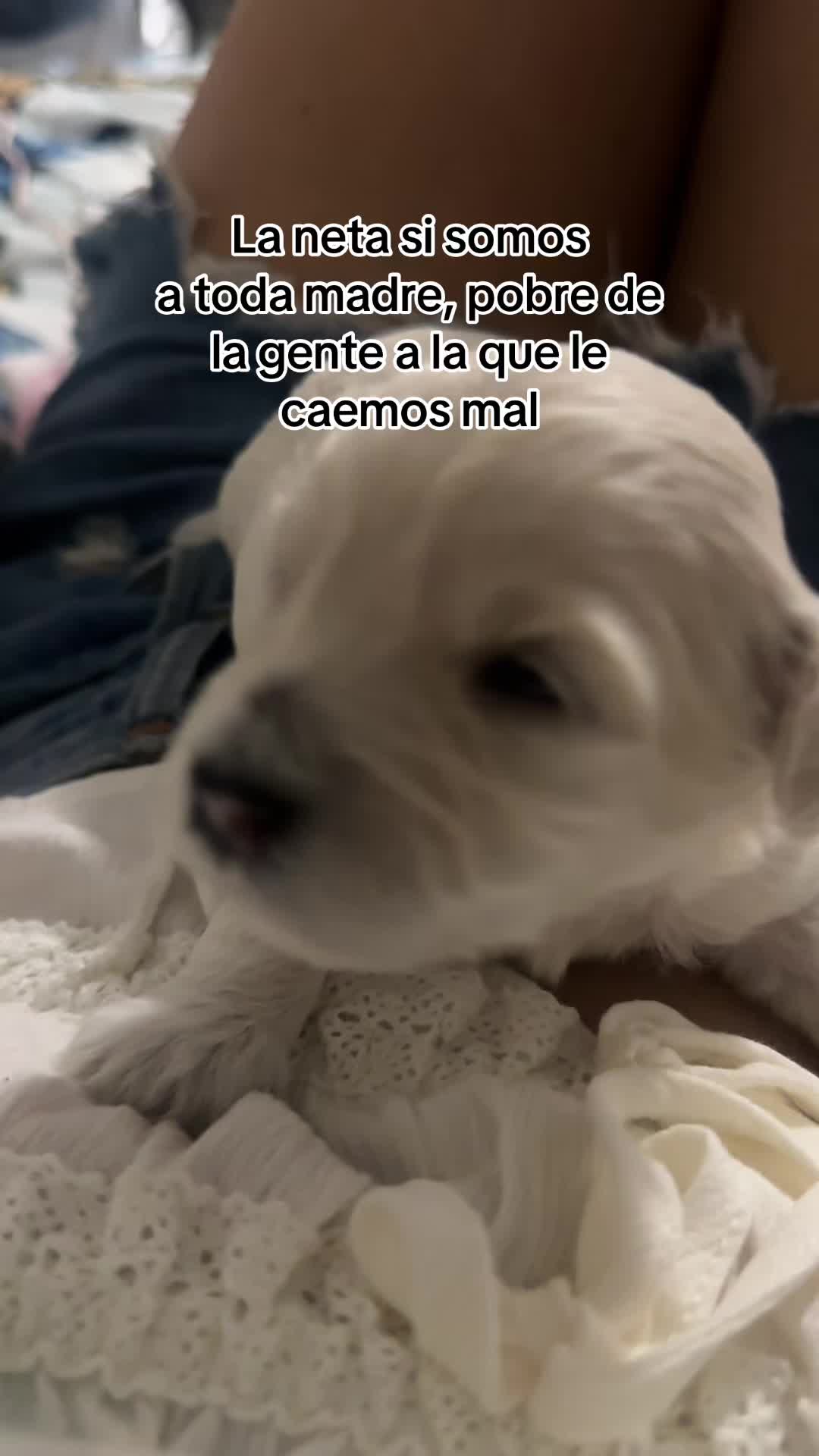 @502nanis