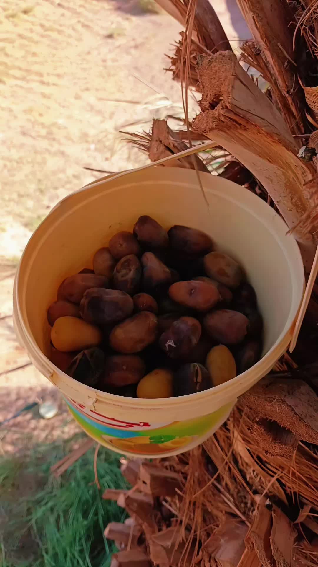 @(البُحيري)87