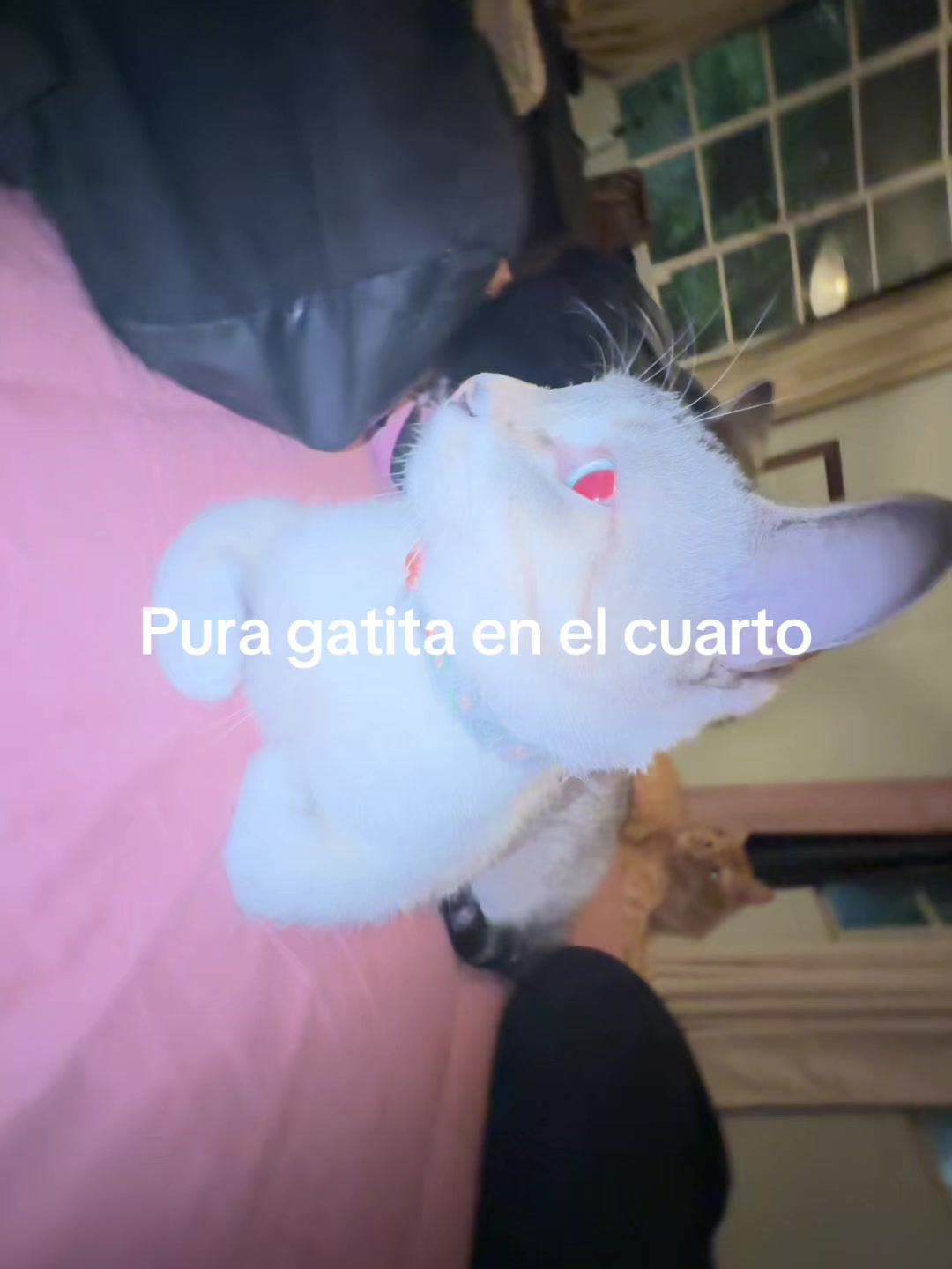 @Amorr.ir