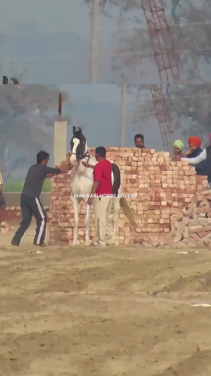 @🏇 MARWARI HORSE RACING 🏇