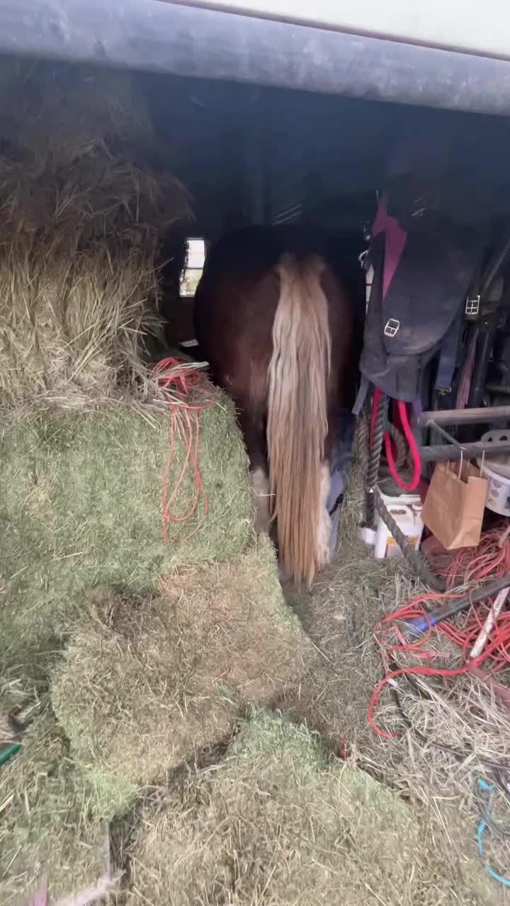 @horse 🐎