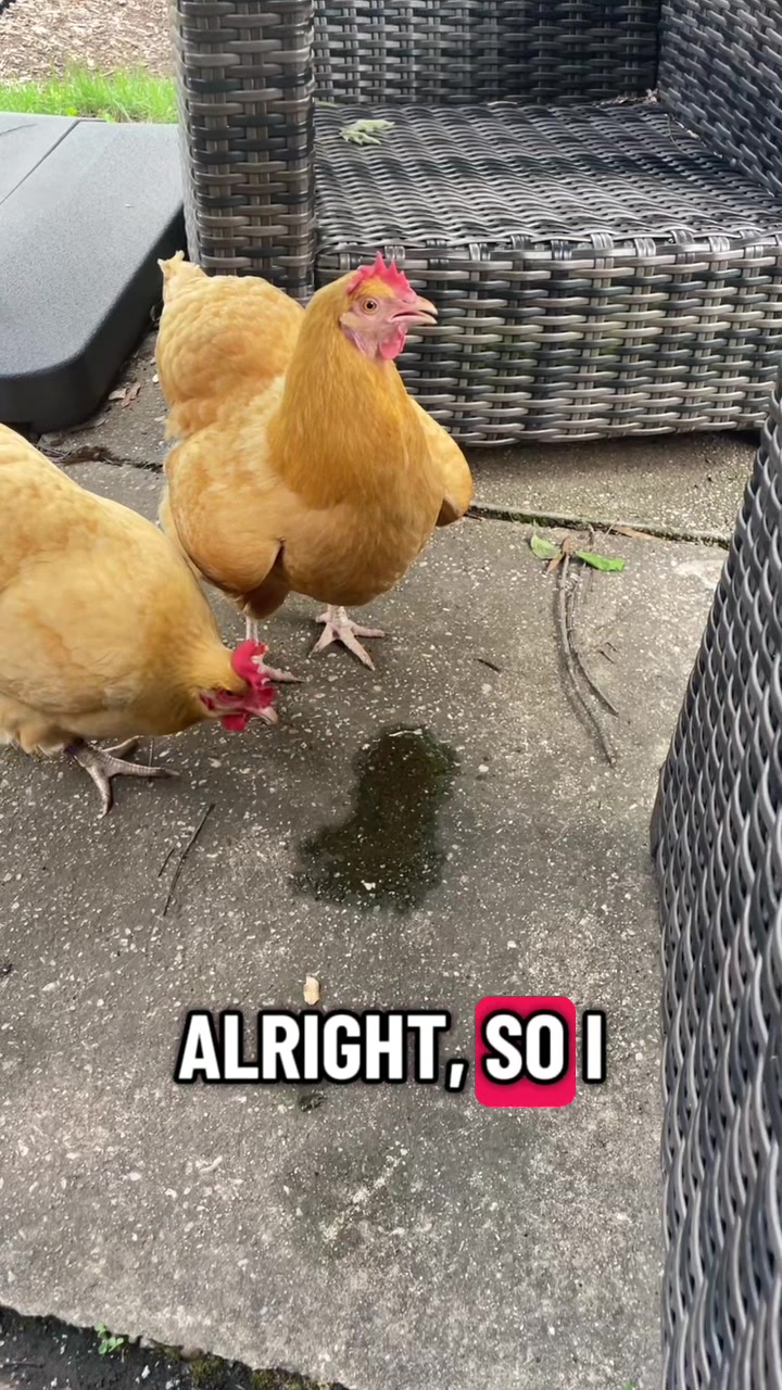@orion.eternal