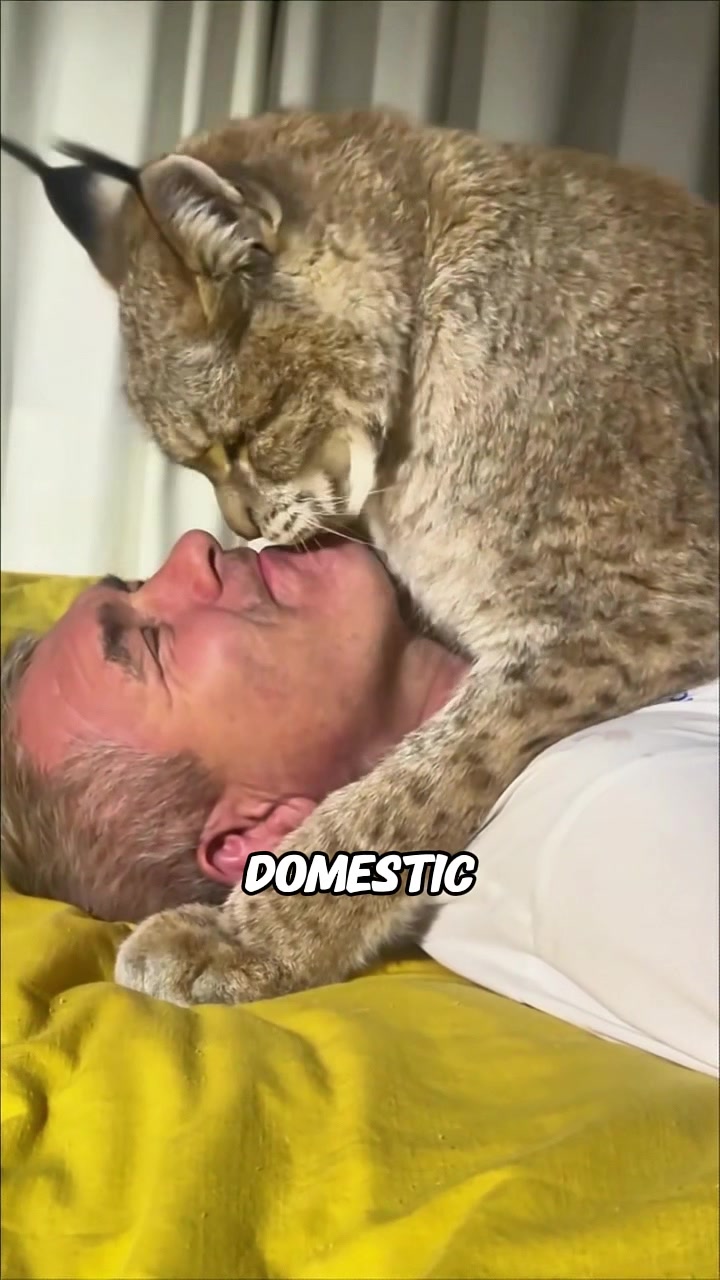 @rescuetails