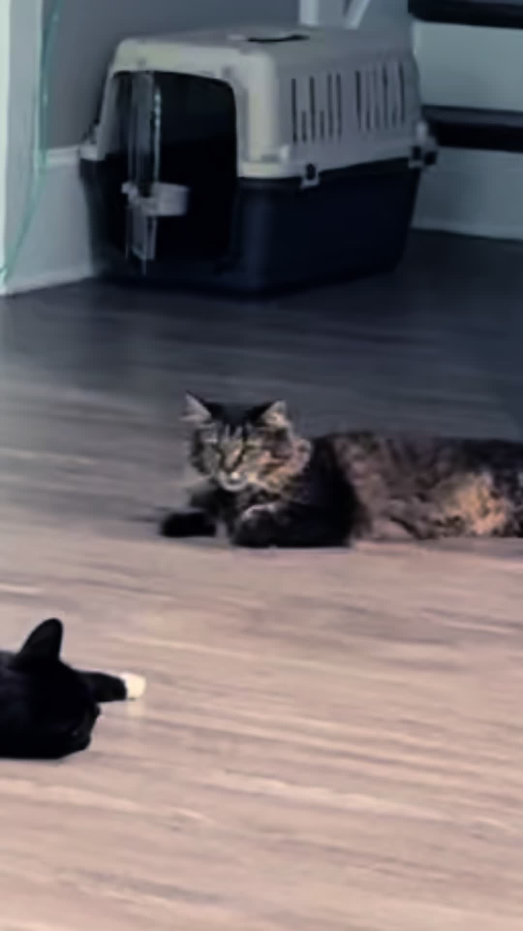 @RoxySnowballCatDrama