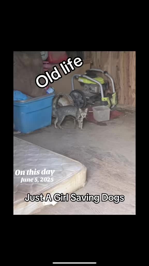 @Just A Girl Saving Dogs