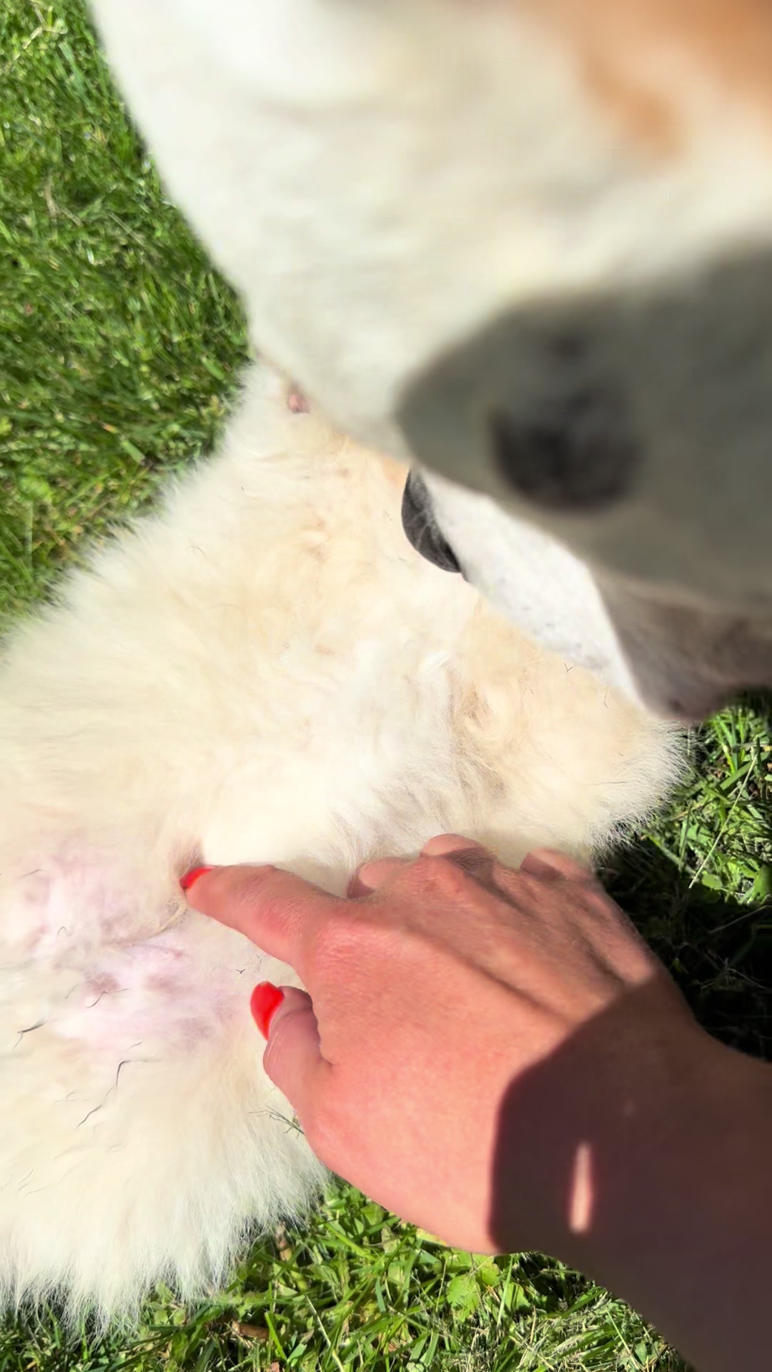 @Fingerlakes Pomeranians