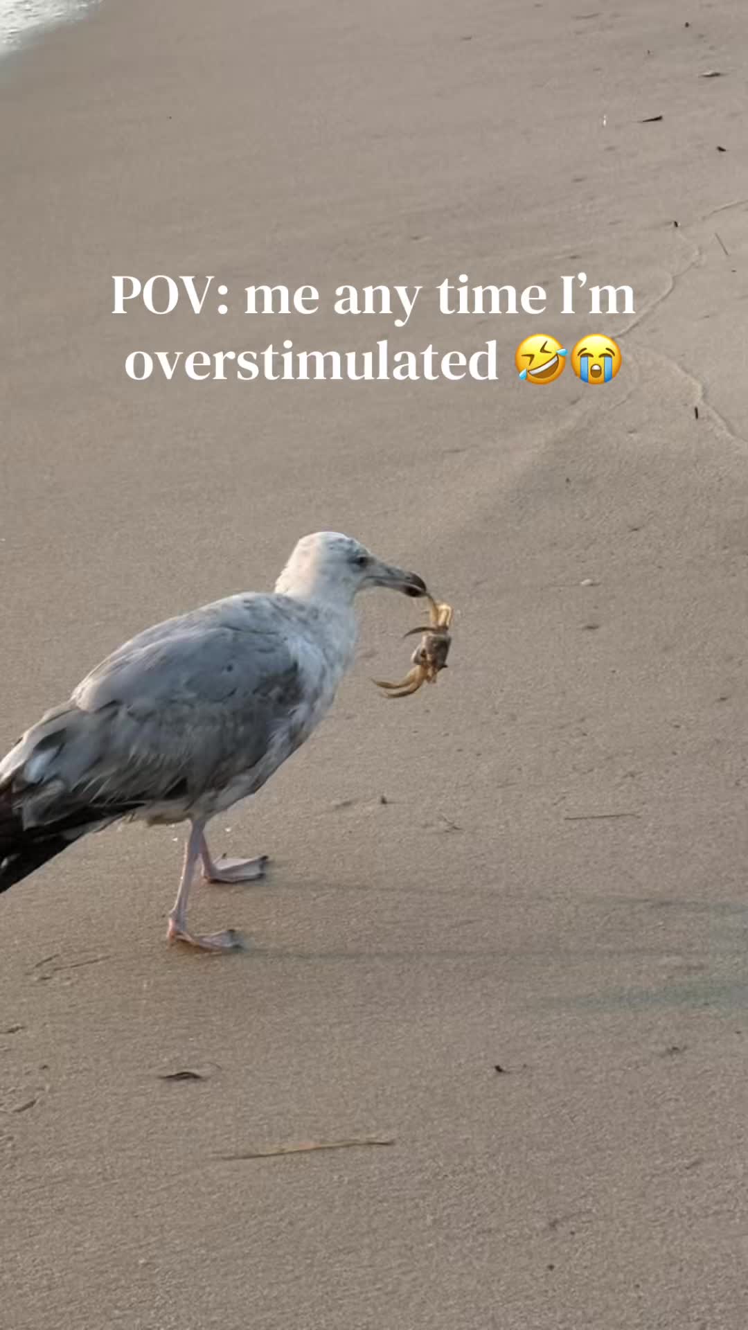 @༻❥ⒹⓄⓃⓃⒶ❥༺