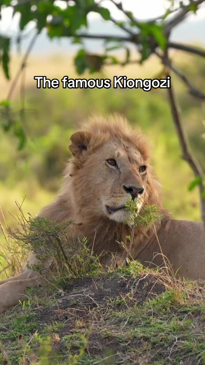 @Nai (aka Lion Expert)