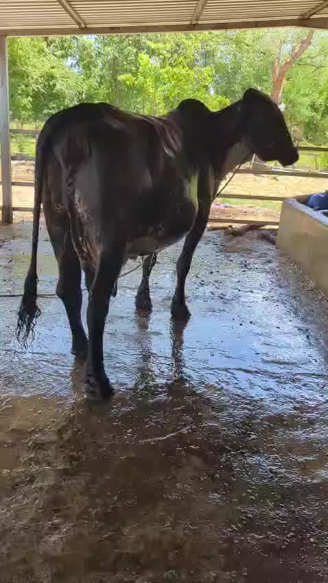 @Rancho El guanaco