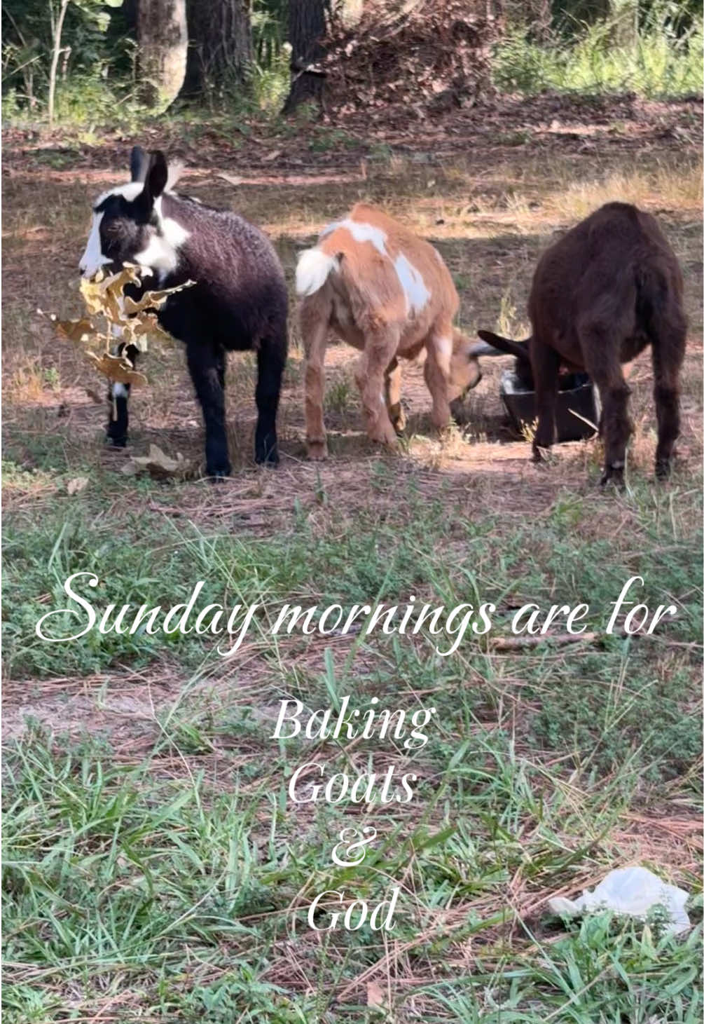 @Sierra_TSWFarms - 🐐🥛🐝