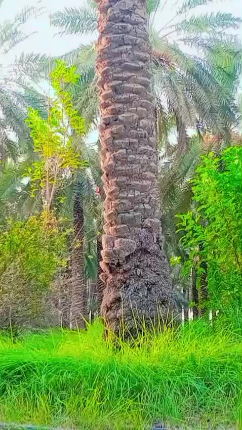 @🤝⚘️Akhtar ✌️Khan 🇸🇦🇵🇰💯💯