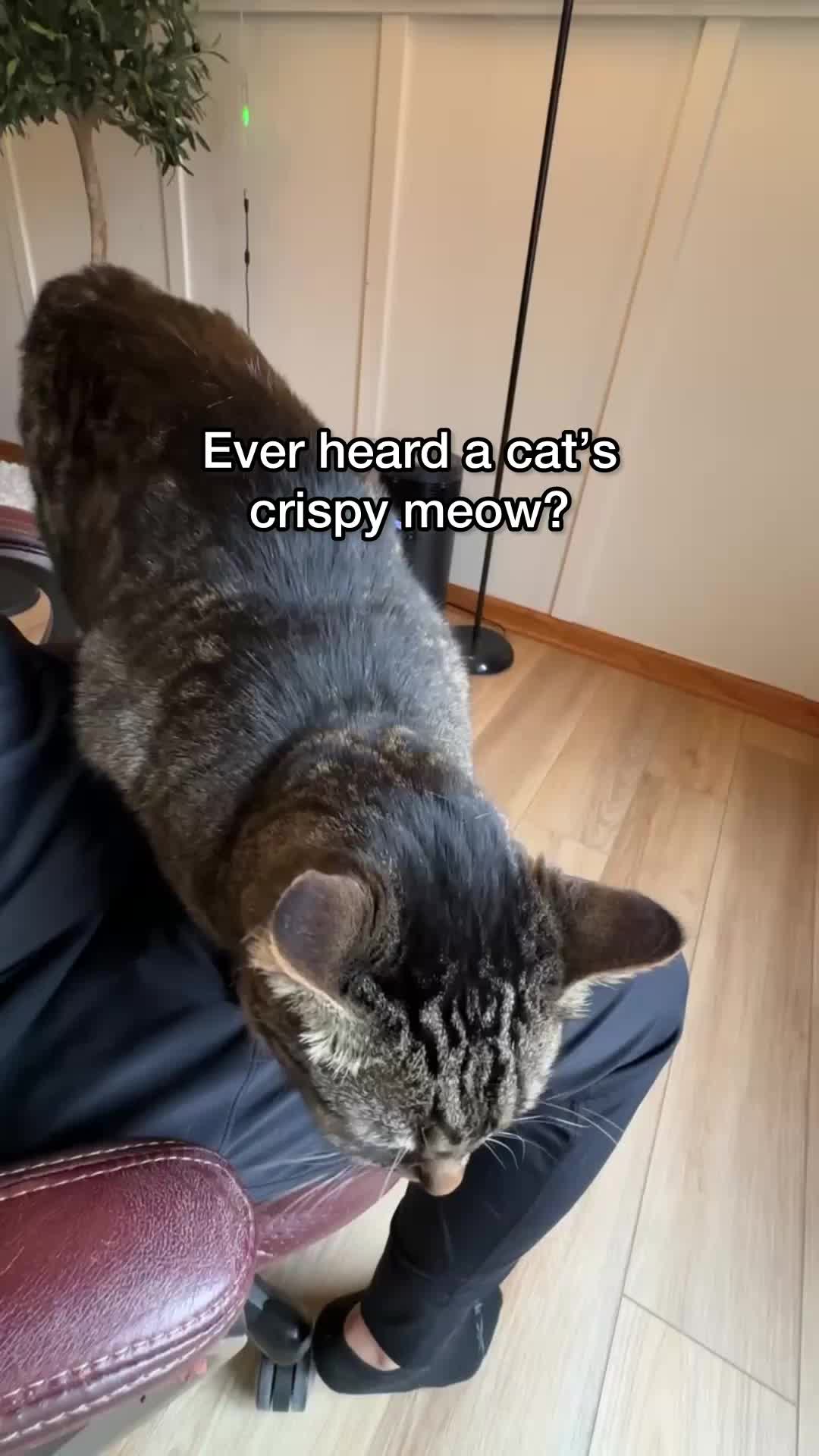 @Chip The Manx