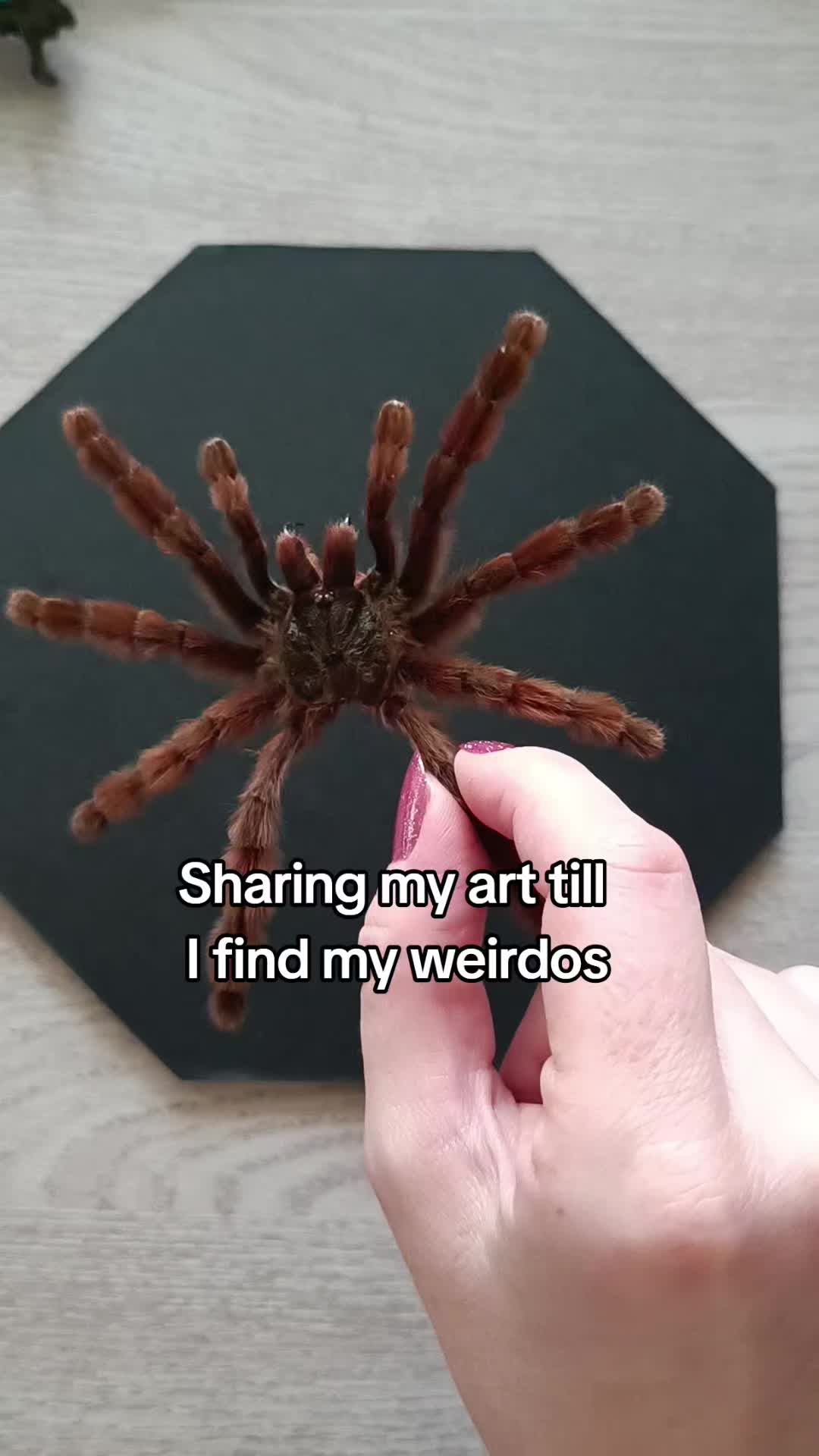 @TarantulaBox