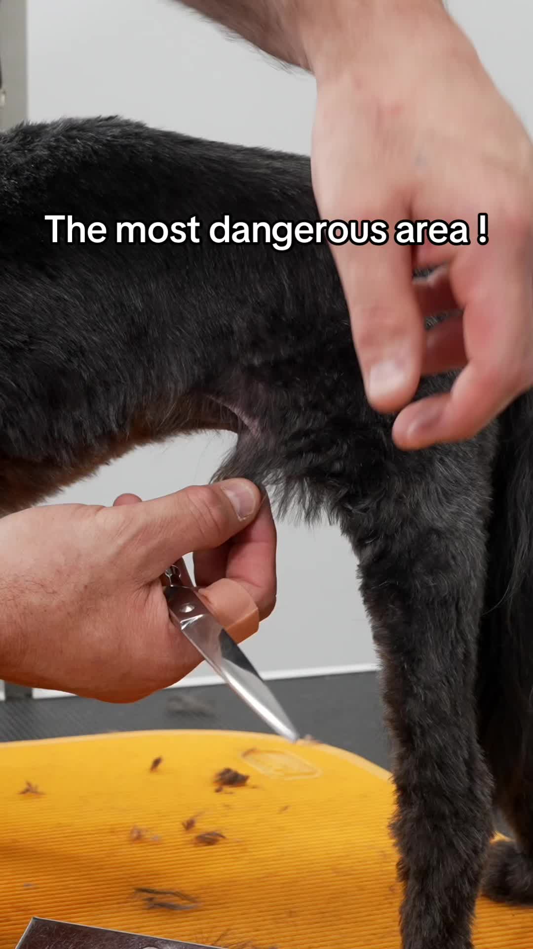 @NorCal Grooming Academy