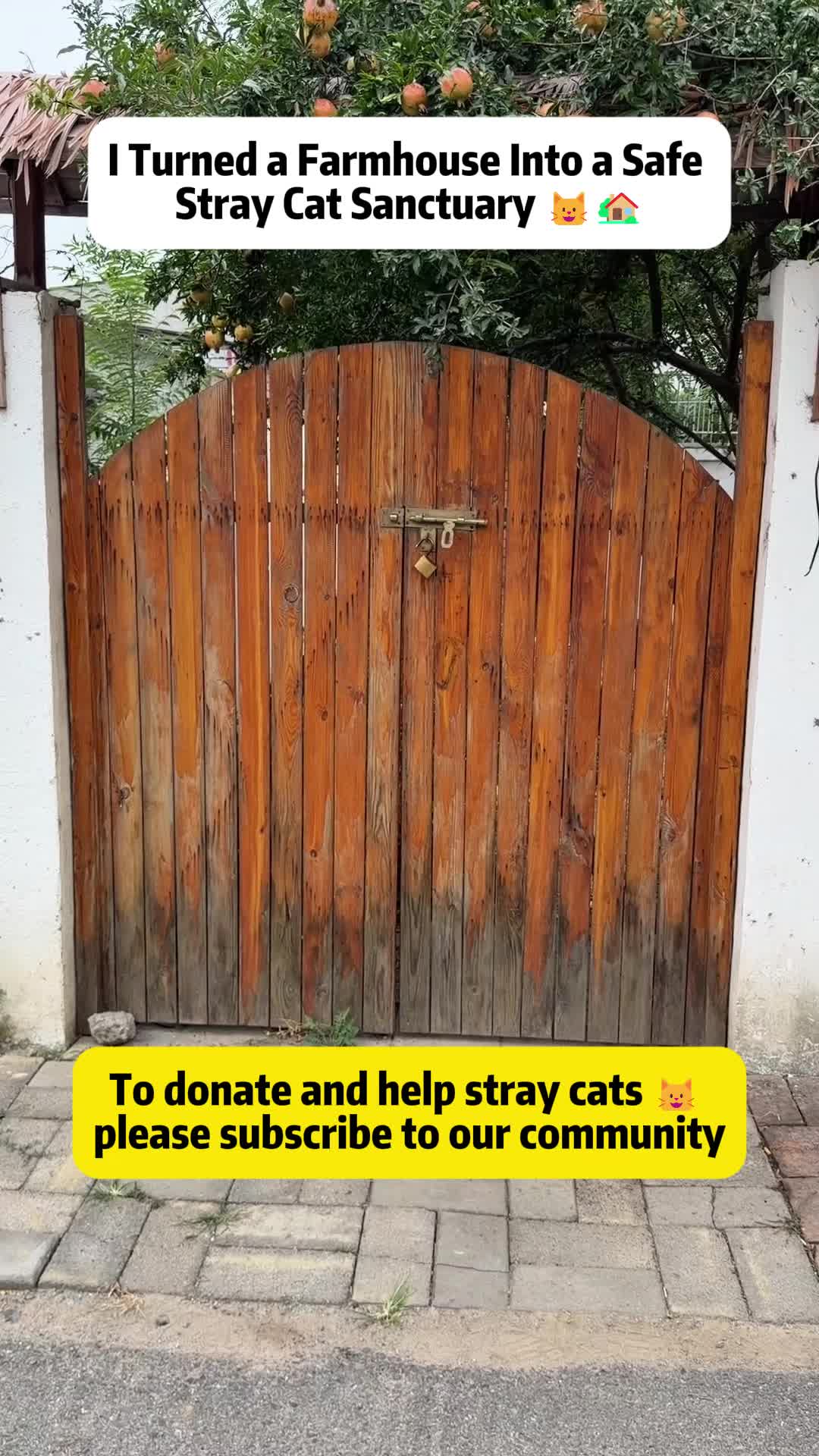 @Stray Cat Talkz