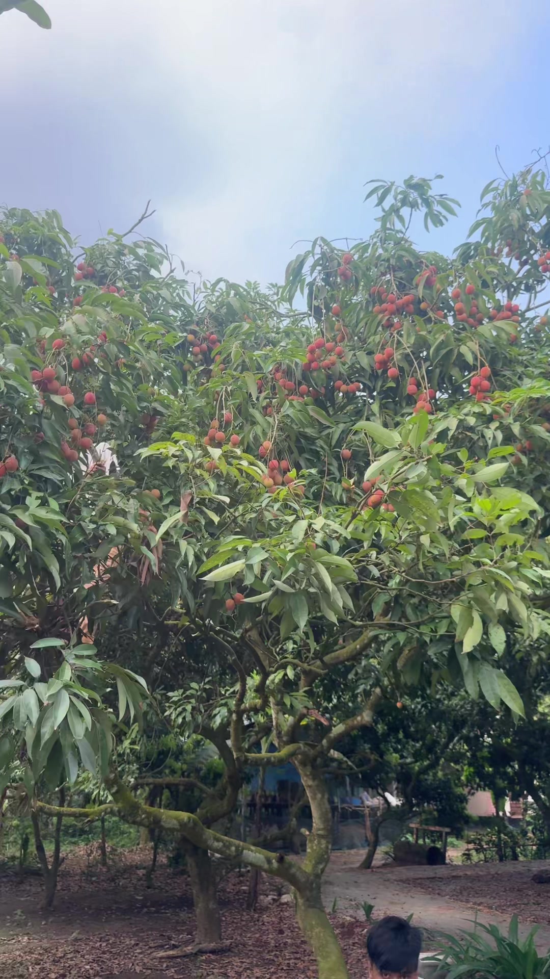 @Dipannita🥹🥀🦋
