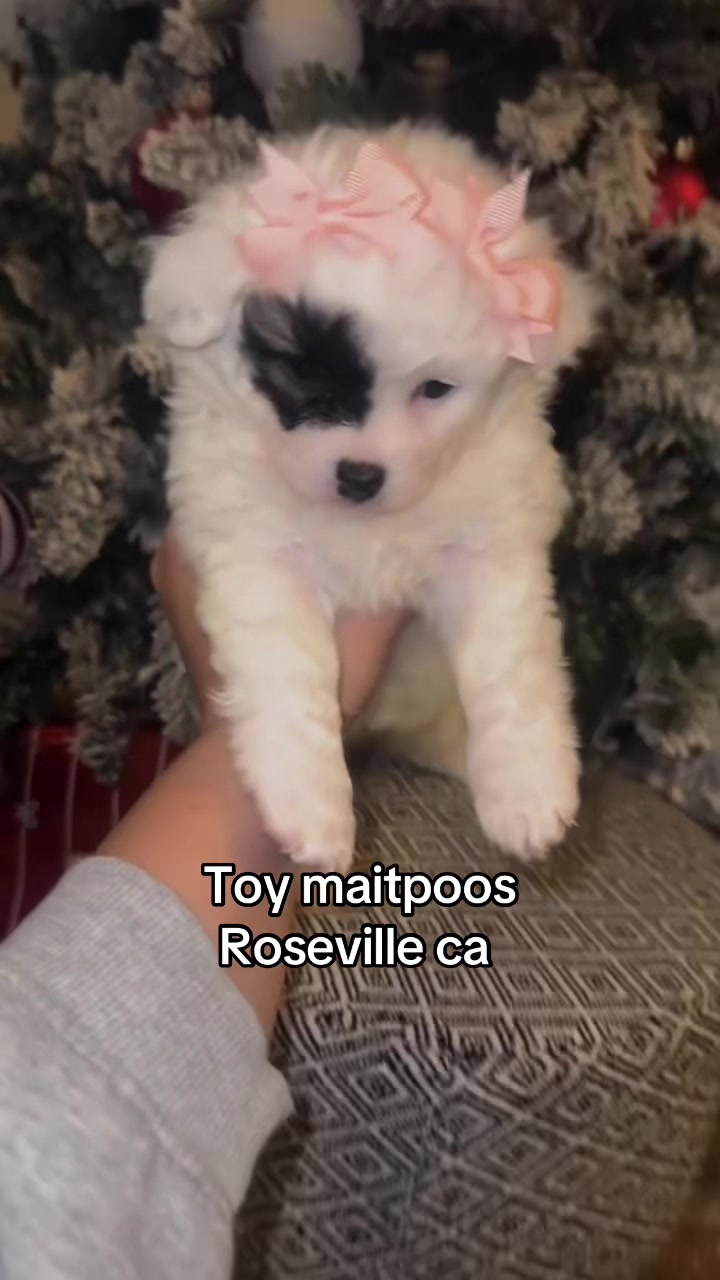 @sacramento__aussies916