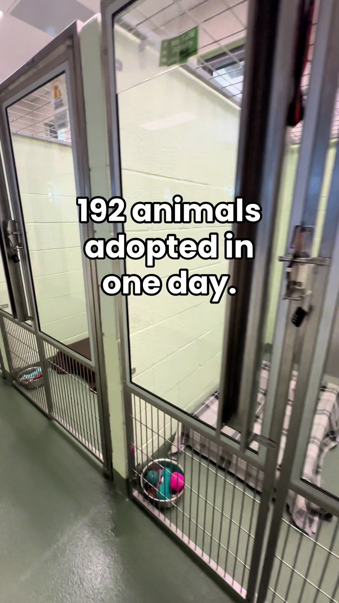 @Peggy Adams Animal Rescue