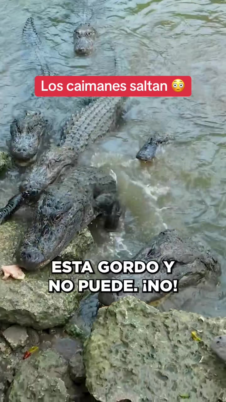 @pxsports