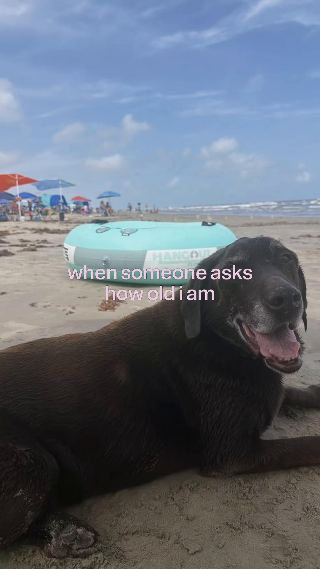 @Roman The Beach 🐾