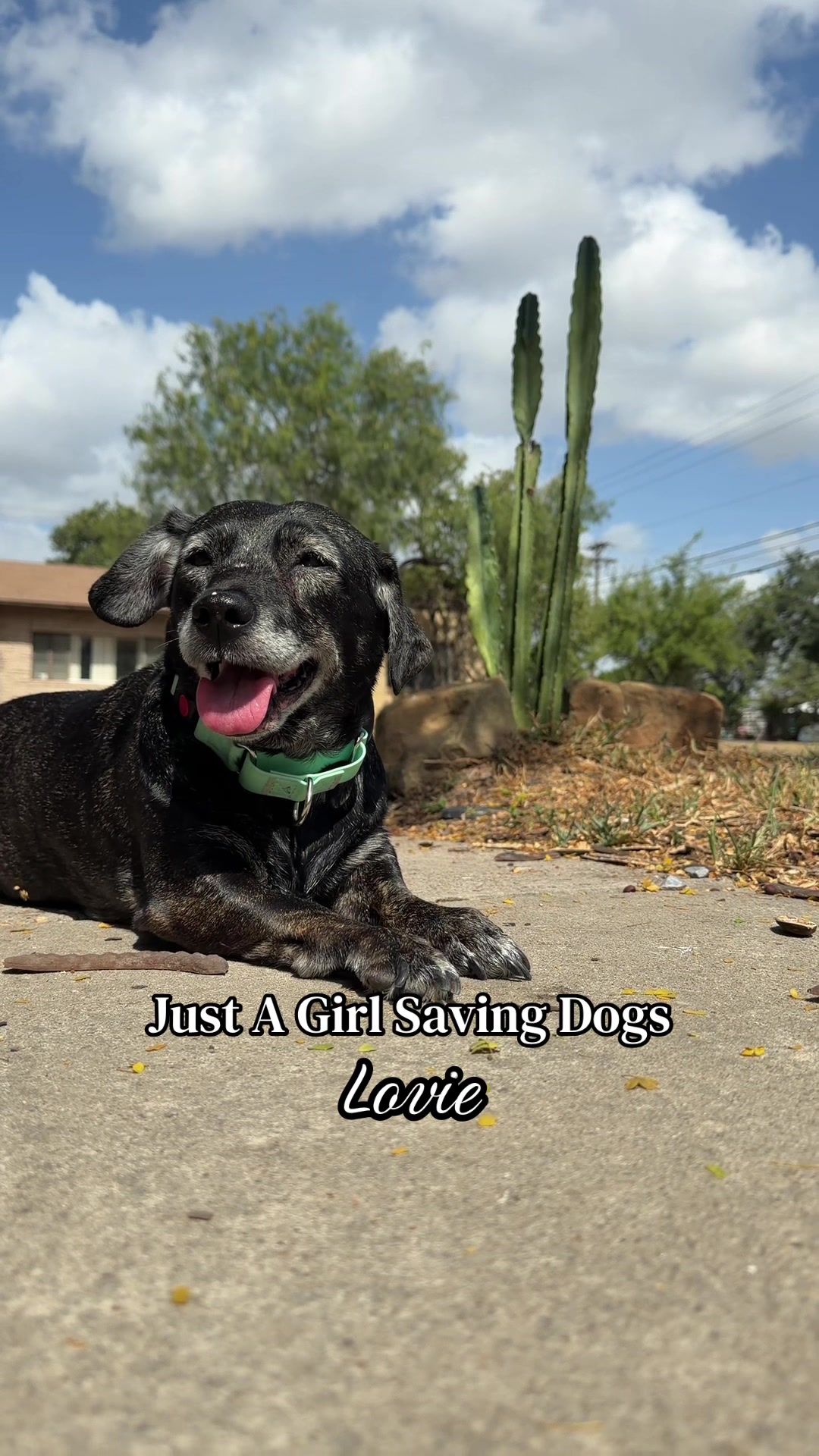 @Just A Girl Saving Dogs