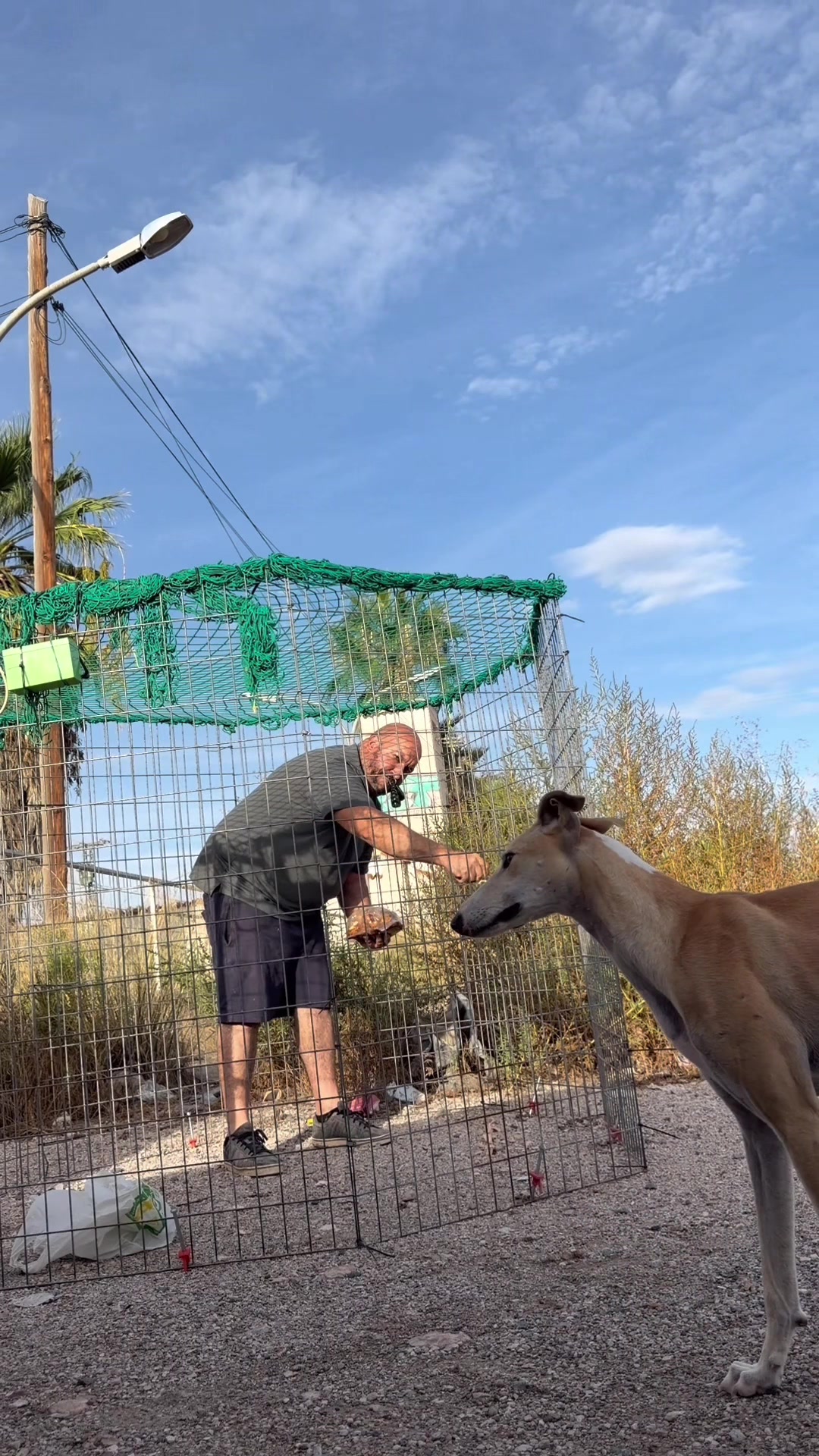 @Galgos del Sol