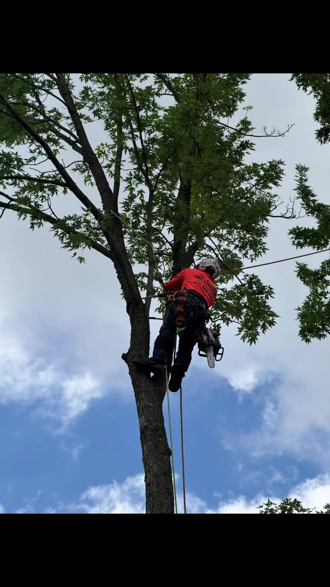 @G&O tree servicess