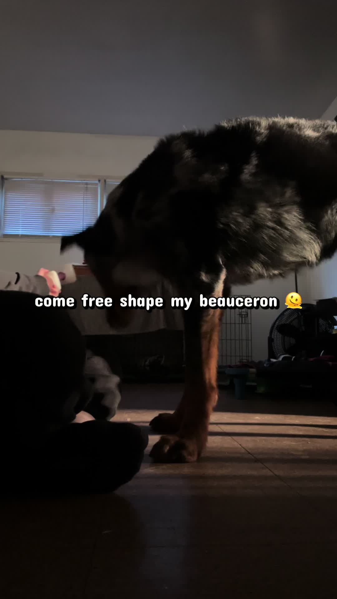 @valkyrie.the.beauceron
