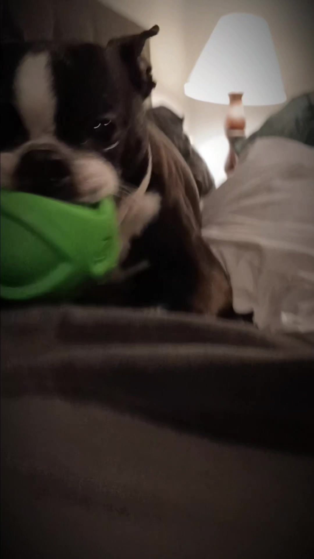 @Ruby the Boston Terrier-G7