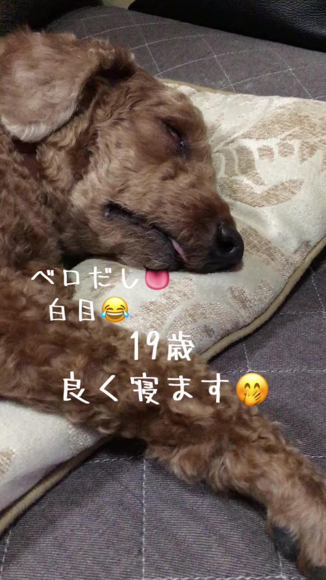 @ルイママ