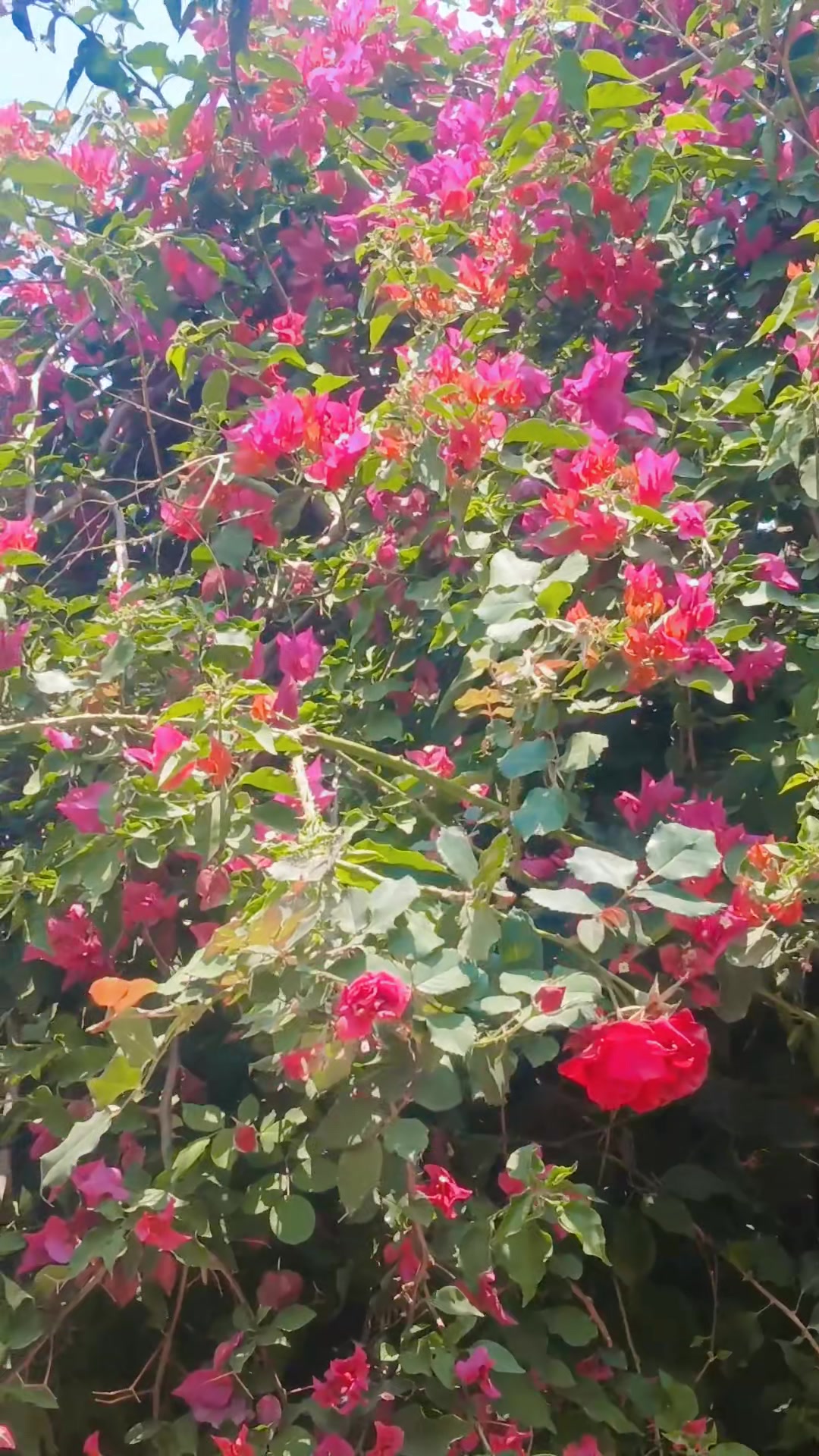 @शिशिर्❣️राजा