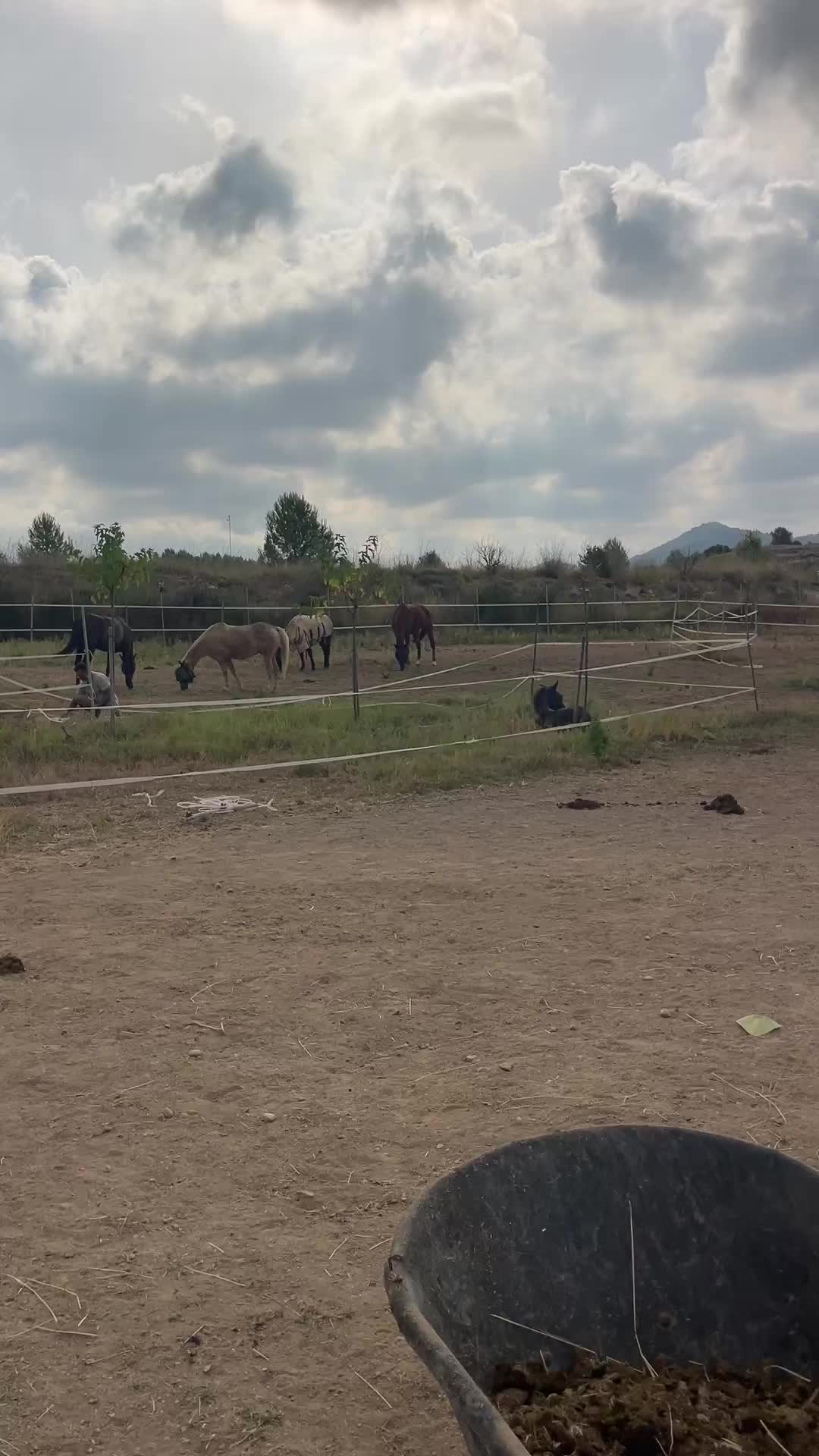 @Liesbeth-EquiViento🐴🇪🇸