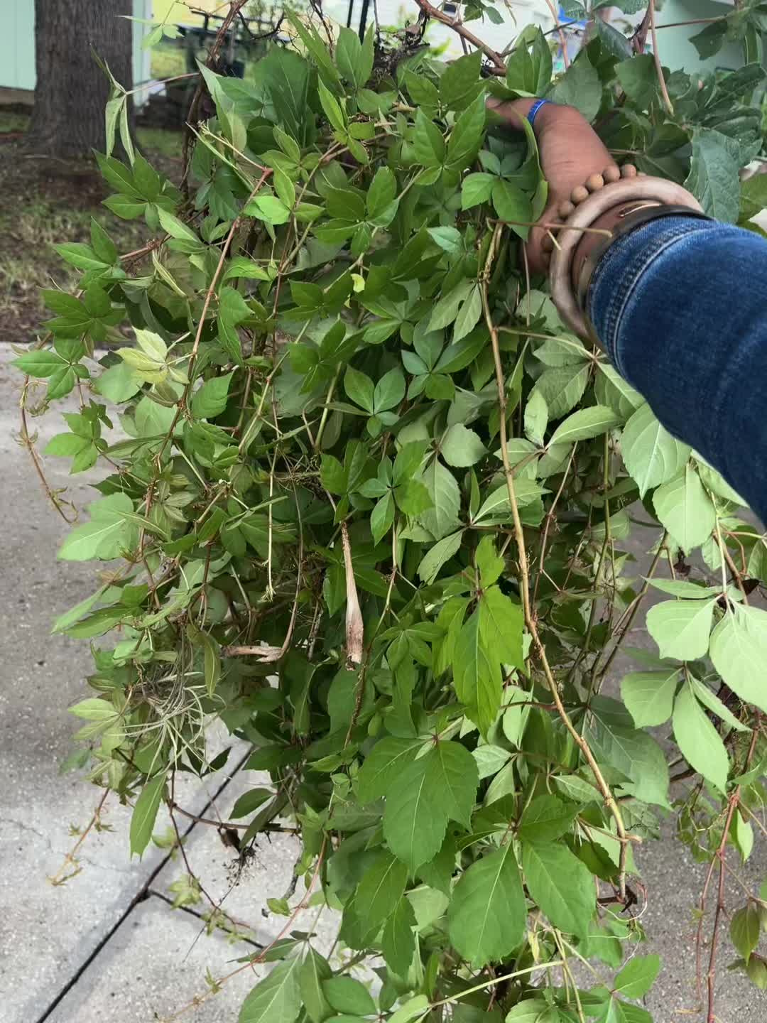 @LIFEHASHIRA 🌳
