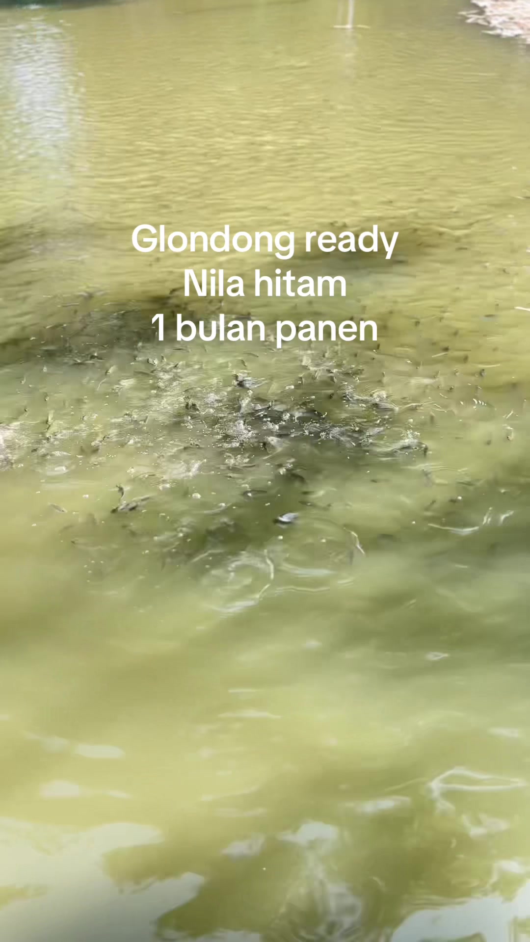 @Perikanan surowono