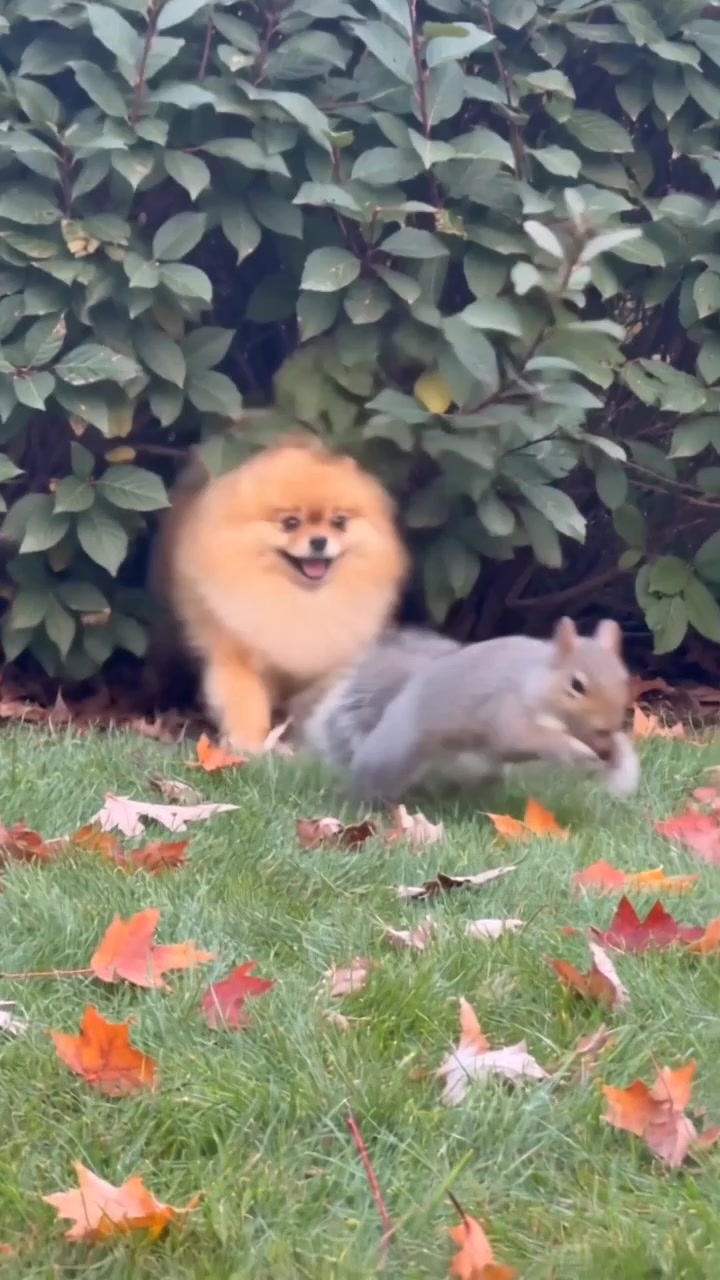 @Gangsterspitz