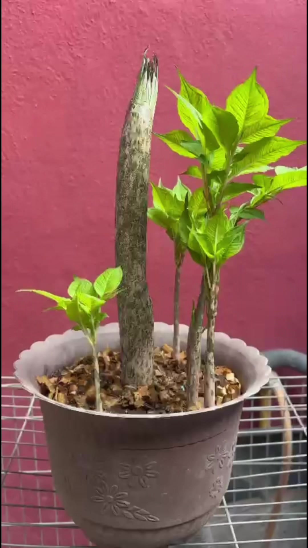 @Chely Glez