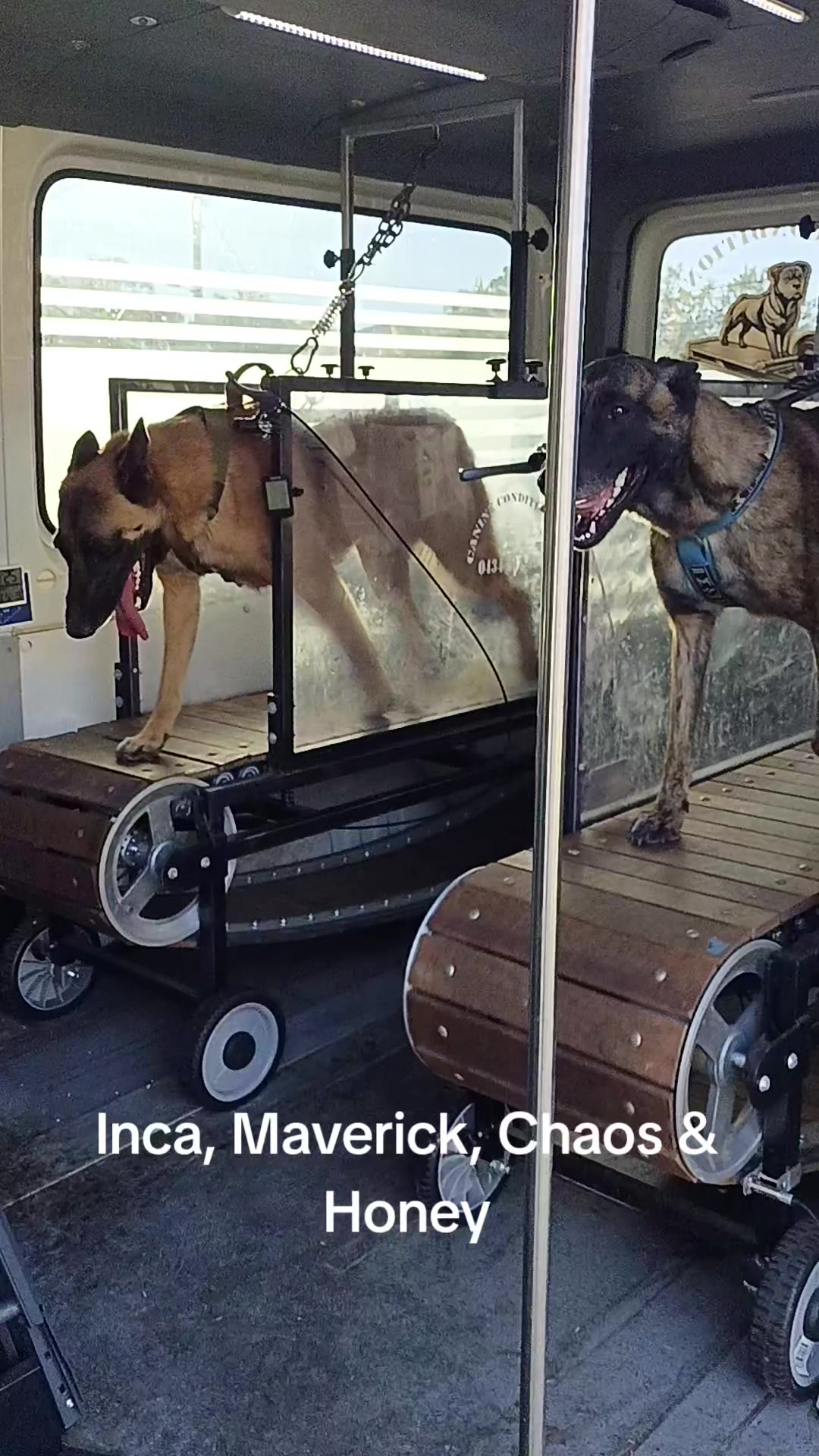 @Canine Conditioning