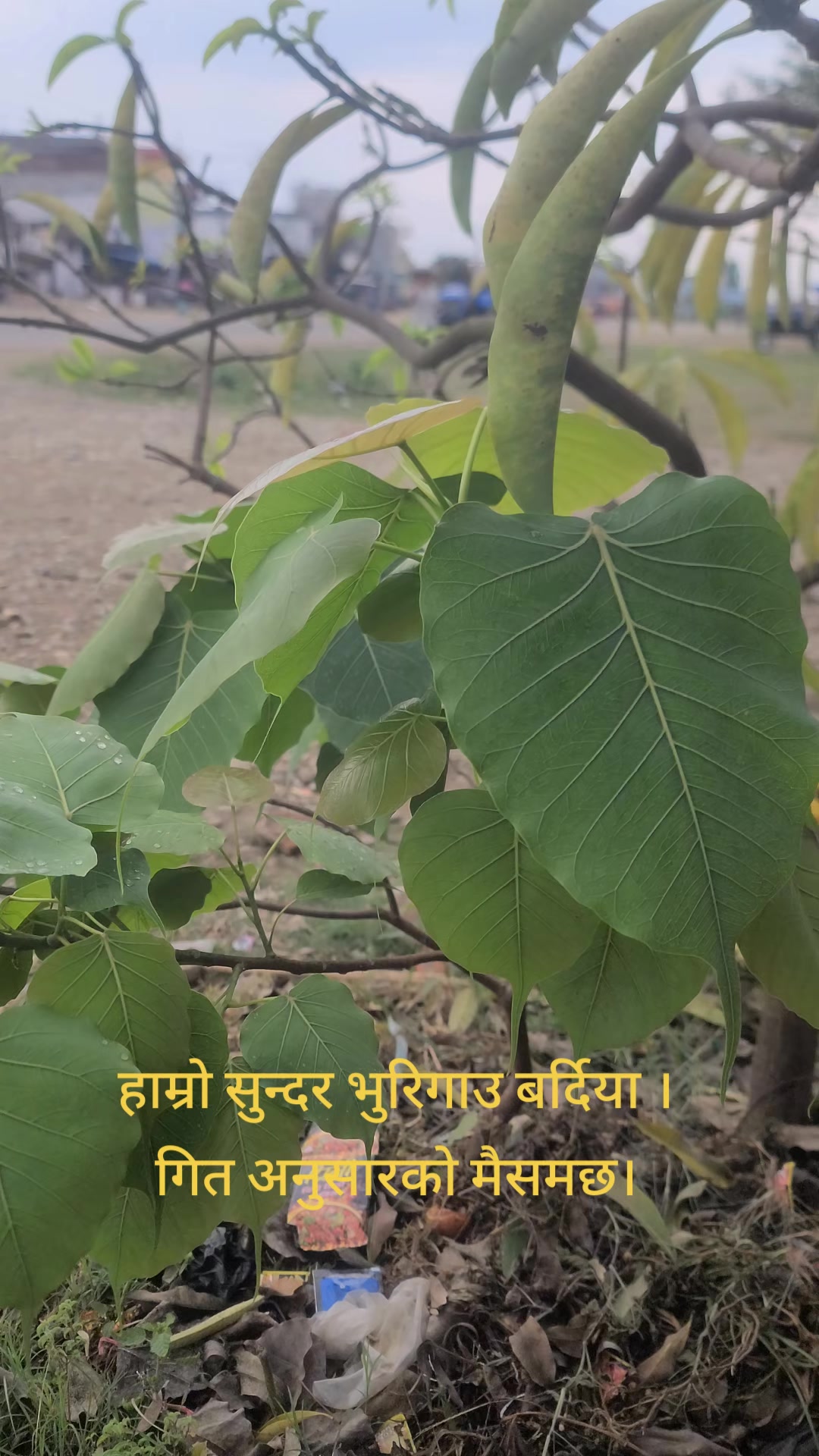 @Jeevraj Paudel