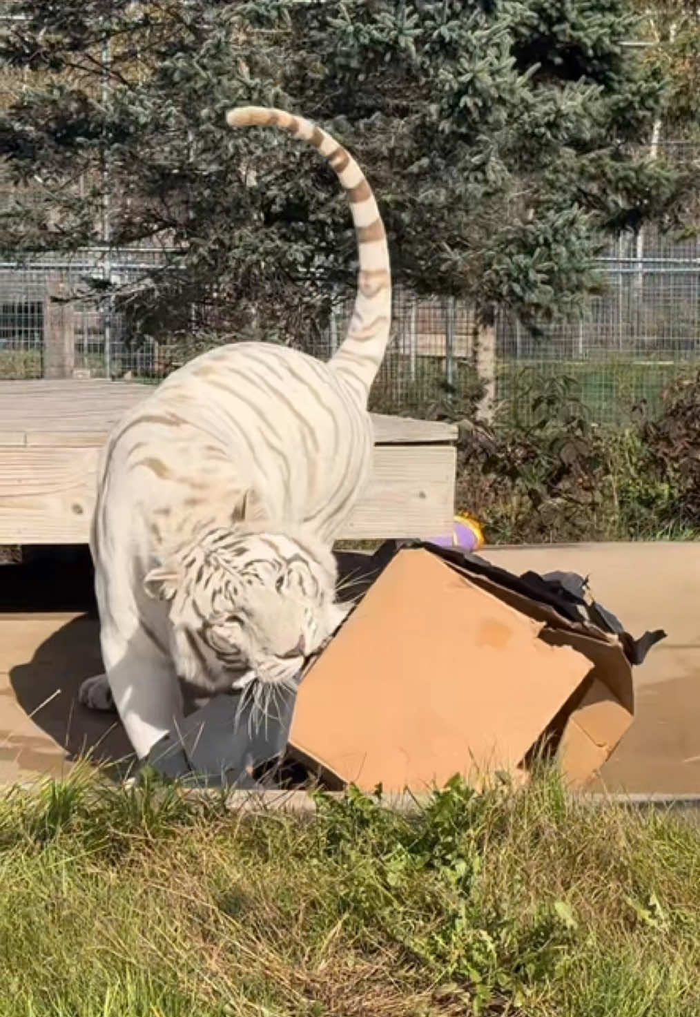 @The Wildcat Sanctuary