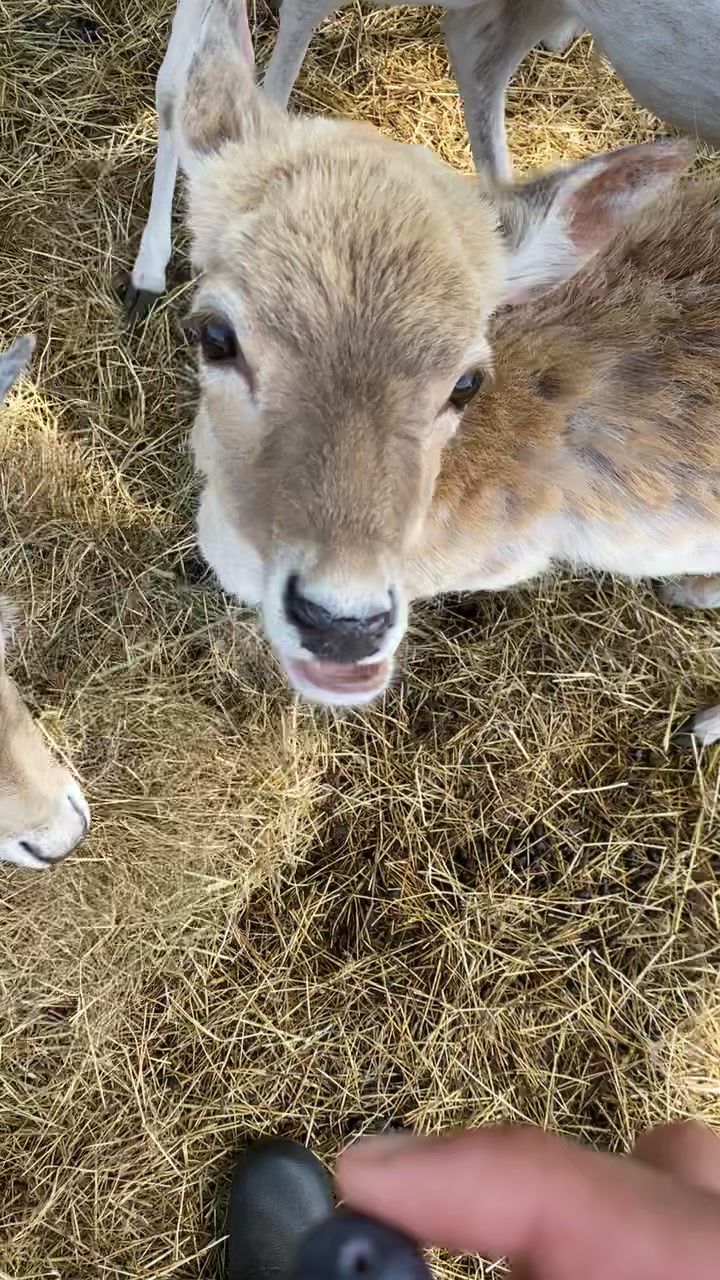 @Boo__Farm