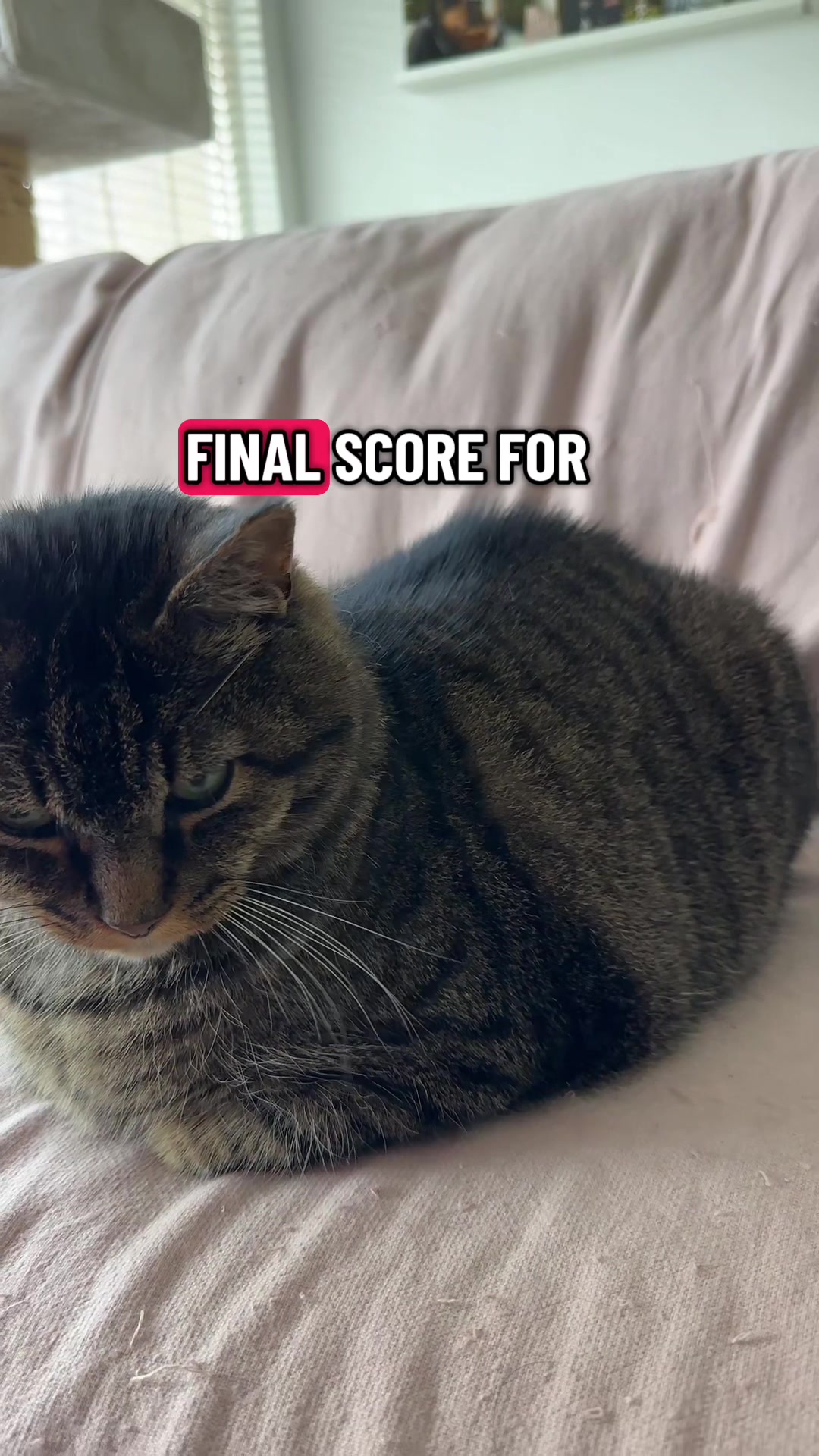 @Joep_the_ rescuecat