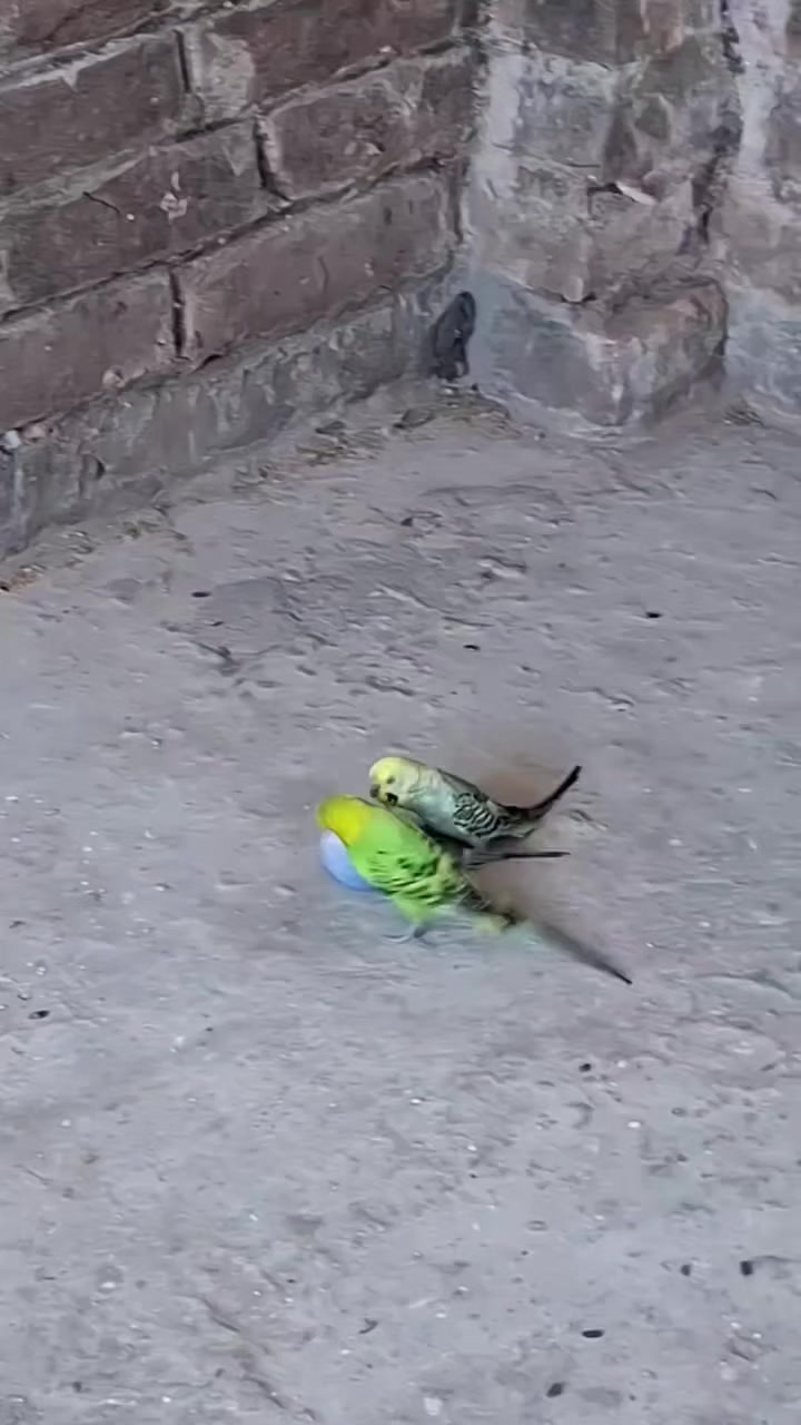 @โ๐๐๐๐โ