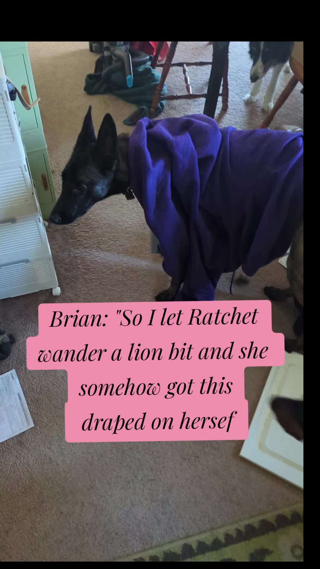 @Muttstrutt