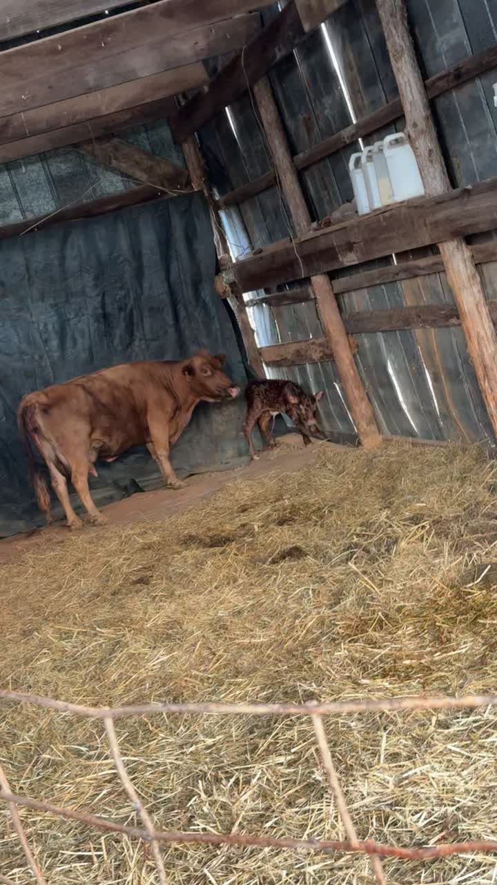 @tripleclivestock