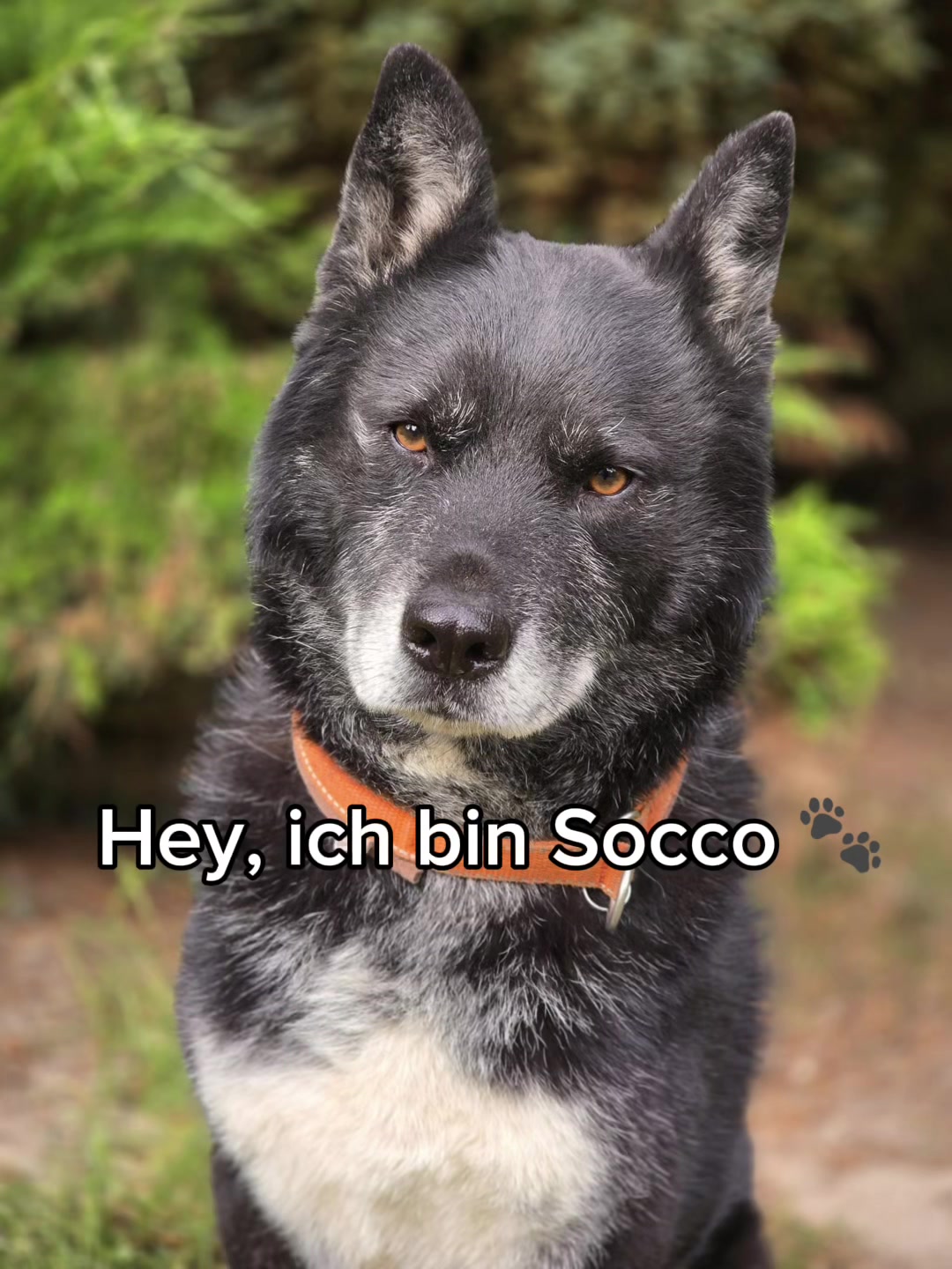 @Tierheim der Gl&uuml;ckliche